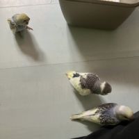 Perruche ondulée eam #0