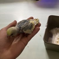 Perruche ondulée eam #2