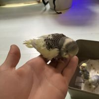 Perruche ondulée eam #4