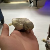 Perruche ondulée eam #5