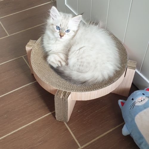 Chaton sibérien à réserver #1