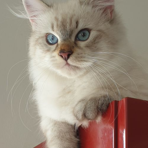 Chaton sibérien à réserver #4