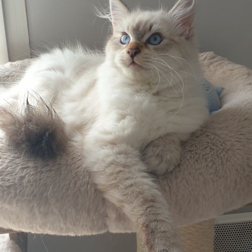 Chaton sibérien à réserver #5