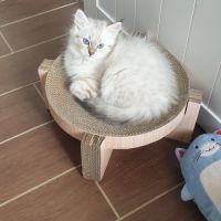 Chaton sibérien à réserver #1