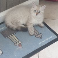 Chaton sibérien à réserver