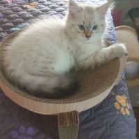 Chaton sibérien à réserver #3
