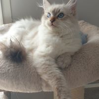 Chaton sibérien à réserver #5