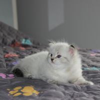 Chaton sibérien à réserver #6