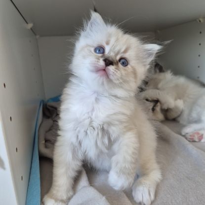 Chaton ragdoll loof femelle blue tabby mitted #2