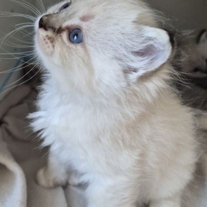 Chaton ragdoll loof femelle blue tabby mitted #4