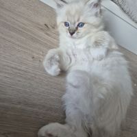 Chaton ragdoll loof femelle blue tabby mitted #1