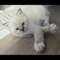 Chaton ragdoll loof femelle blue tabby mitted #0