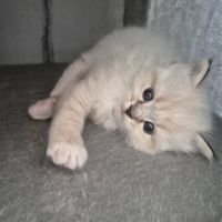 Chaton ragdoll loof femelle blue tabby mitted #5
