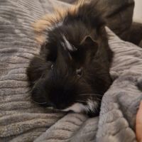 2 cochons d'inde mâle #1