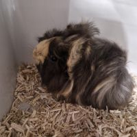 2 cochons d'inde mâle #2