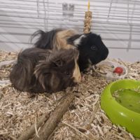 2 cochons d'inde mâle