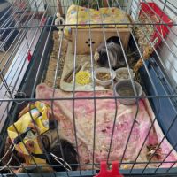 2 cochons d'inde mâle #4