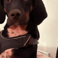 Barry 2 ans - don #0