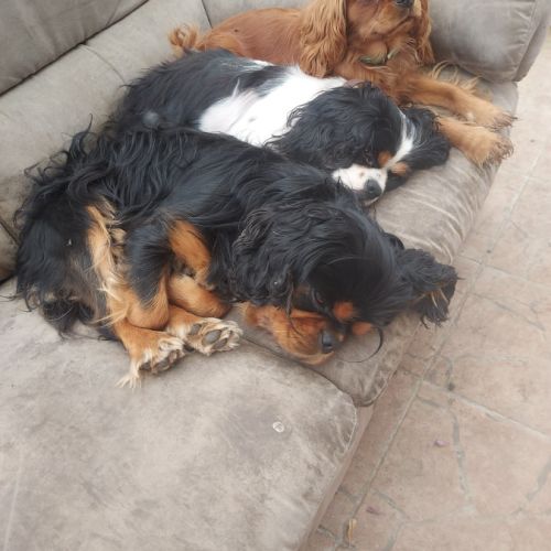 A réserver chiots cavalier king charles spaniel #0