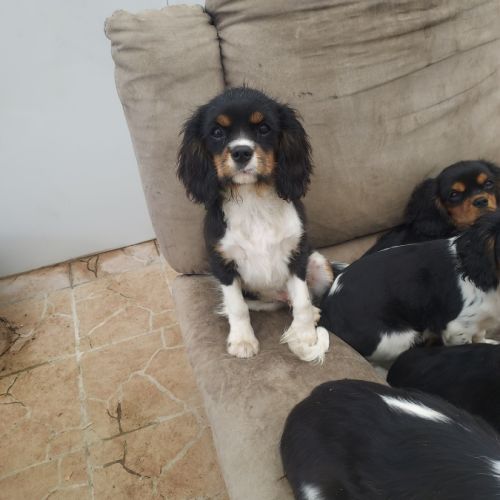 A réserver chiots cavalier king charles spaniel #6