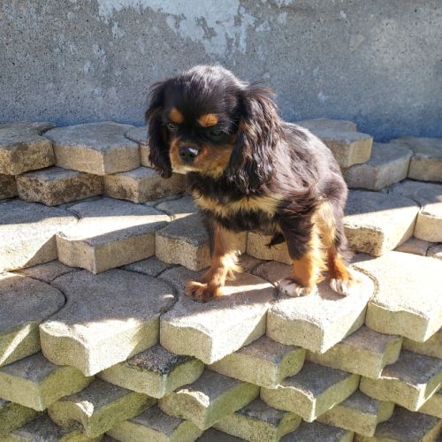 A réserver chiots cavalier king charles spaniel #7
