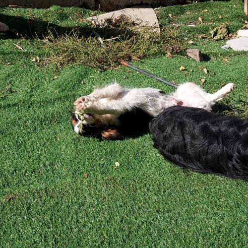 A réserver chiots cavalier king charles spaniel #8