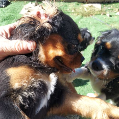 A réserver chiots cavalier king charles spaniel #9