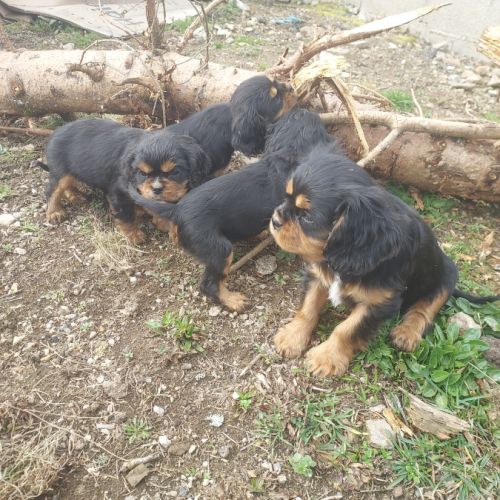 A réserver chiots cavalier king charles spaniel #4
