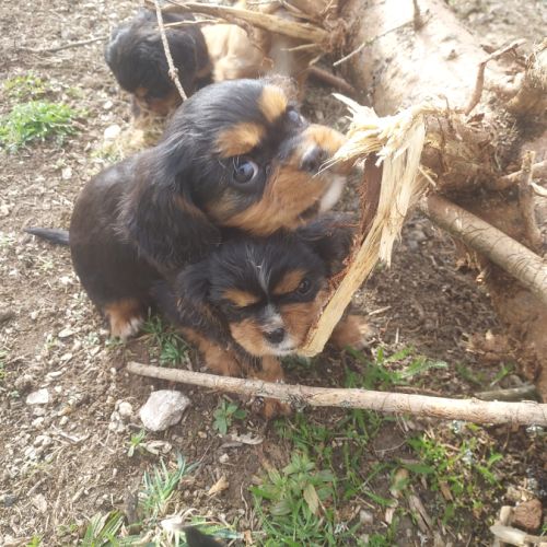 A réserver chiots cavalier king charles spaniel #5