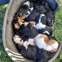 A réserver chiots cavalier king charles spaniel #1