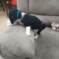 A réserver chiots cavalier king charles spaniel #2