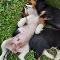 A réserver chiots cavalier king charles spaniel #4