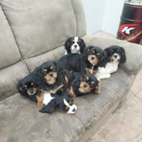 A réserver chiots cavalier king charles spaniel #5