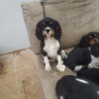 A réserver chiots cavalier king charles spaniel #6