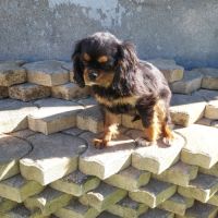 A réserver chiots cavalier king charles spaniel #7