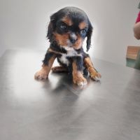 A réserver chiots cavalier king charles spaniel #2