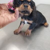 A réserver chiots cavalier king charles spaniel #3
