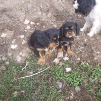 A réserver chiots cavalier king charles spaniel #6