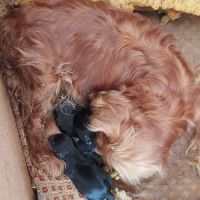 A réserver chiots cavalier king charles spaniel #8