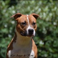 Jeune mâle amstaff lof