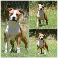 Chiots american staffordshire terrier lof