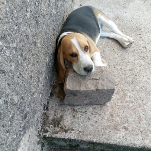 Chienne beagle lof