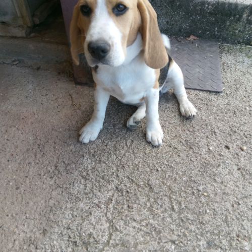 Chienne beagle lof #2