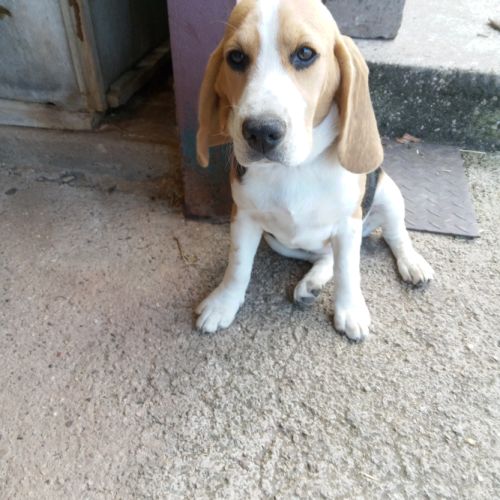 Chienne beagle lof #3