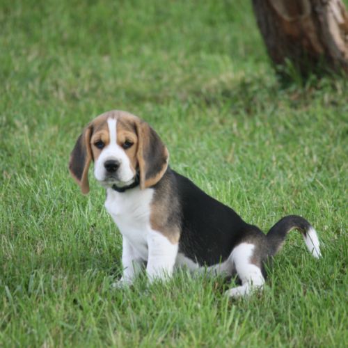 Chienne beagle lof #4