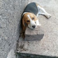 Chienne beagle lof #0