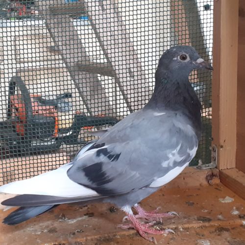 Jeunes pigeons bleus #2