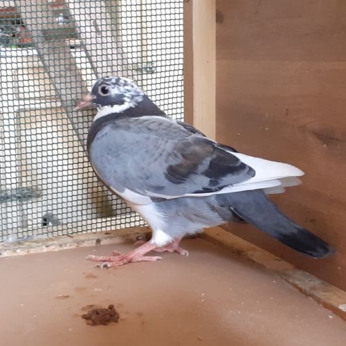 Jeunes pigeons bleus #8