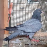 Jeunes pigeons bleus