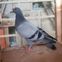 Jeunes pigeons bleus #7